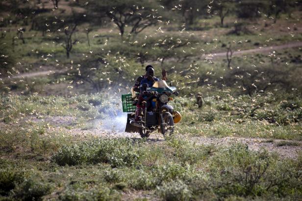 Unglaubliche Bilder: Riesige Heuschreckenschwärme plagen Kenia