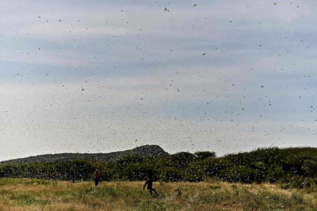 Unglaubliche Bilder: Riesige Heuschreckenschwärme plagen Kenia
