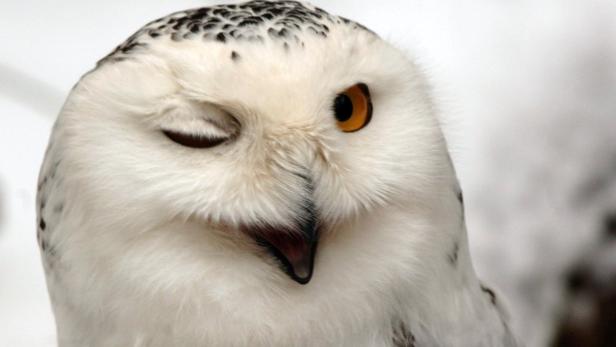 Eine Schnee-Eule blinzelt mit einem Auge.