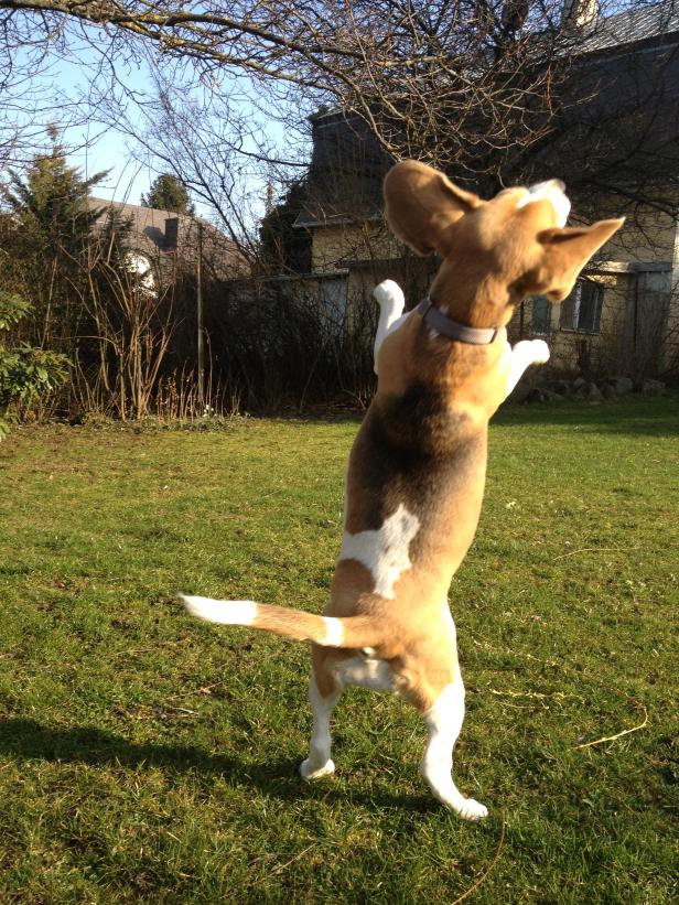 KURIER-Hund Daria: Wadelbeißerin und Schoßhund