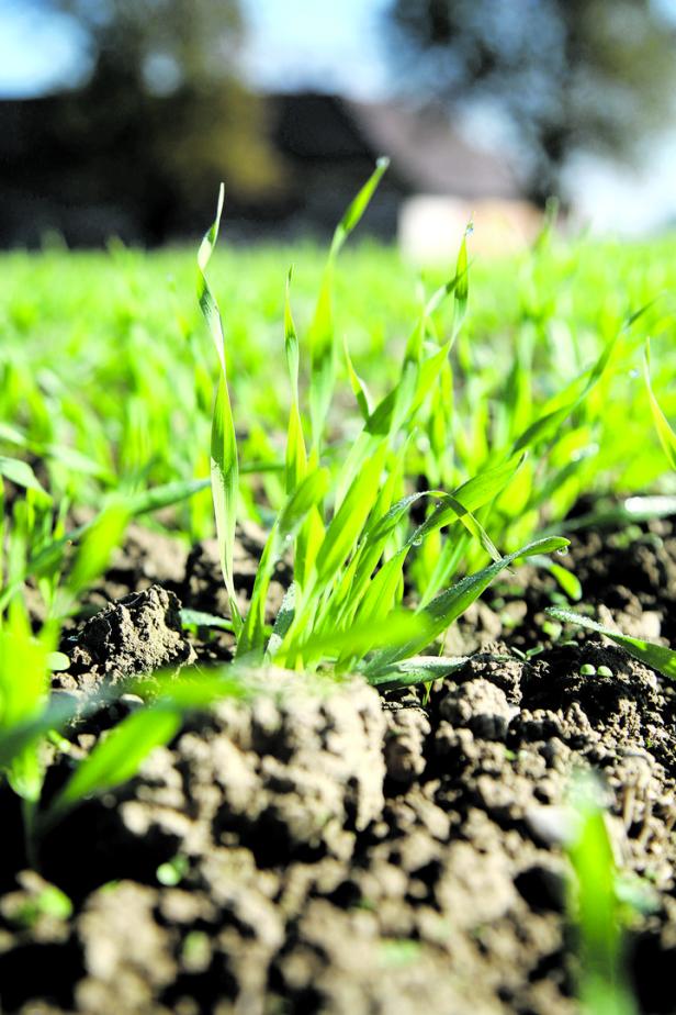 Klimawandel verändert die Bierproduktion