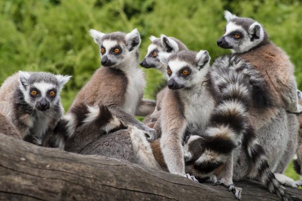 Wild nach Plan: Wie Zootiere gesund gehalten werden