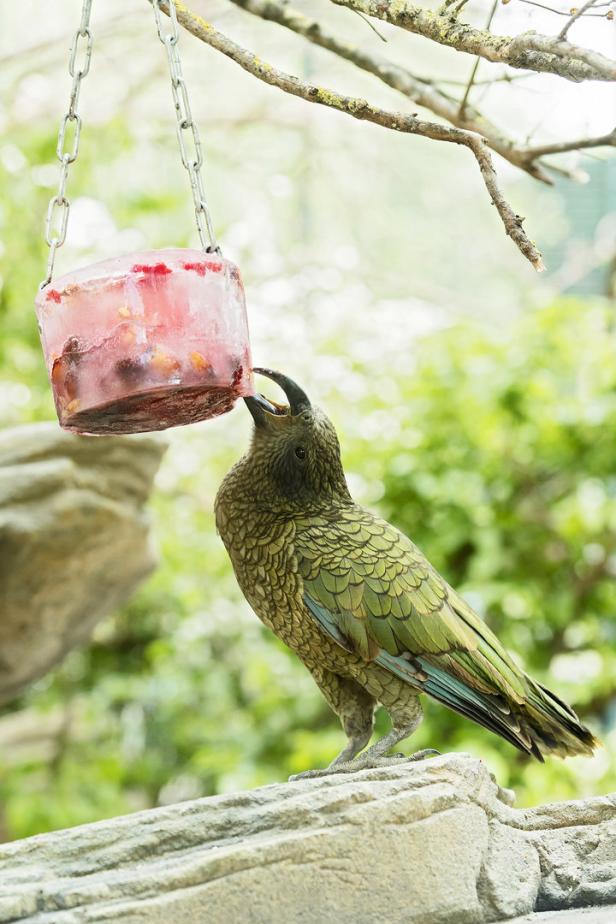 Wild nach Plan: Wie Zootiere gesund gehalten werden