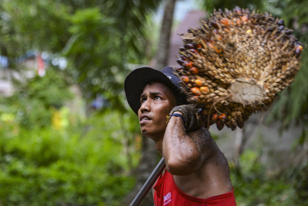 Wirtschaftsmacht Indonesien: Aus dem Sumpf in den Regenwald