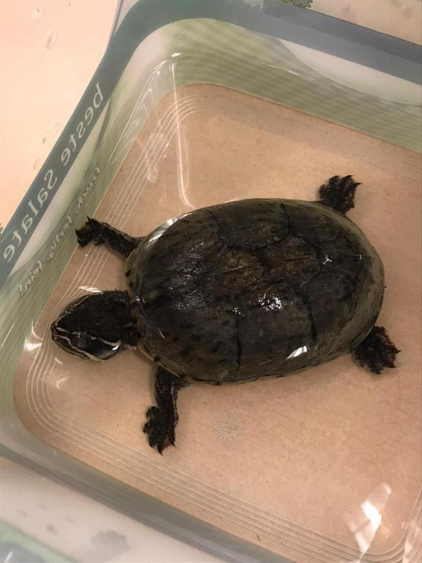 NÖ: Vermutlich blinde Schildkröte in Kaffeehaus zurückgelassen