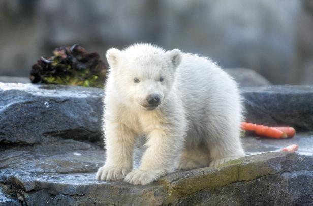 Schönbrunn: Eisbären-Baby zeigt sich erstmals im Freien