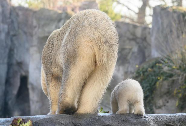 It's a girl! Wiener Eisbären-Baby ist ein Weibchen