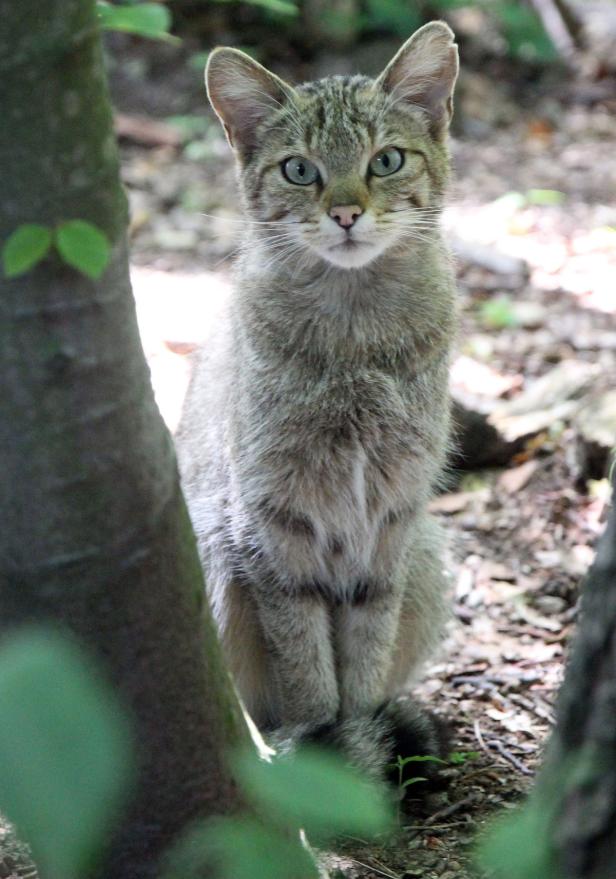 Thayatal: Im Reich der Wildkatze