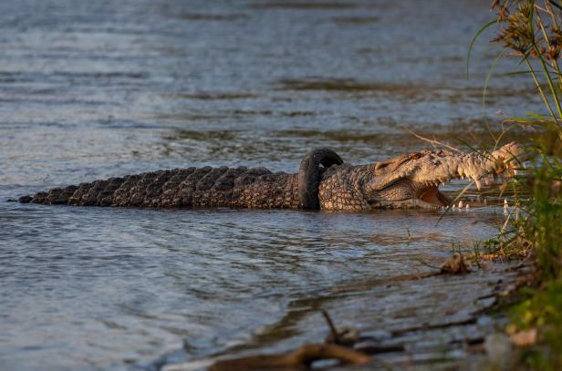Krokodil-Rettung in Indonesien gescheitert - Australier abgereist