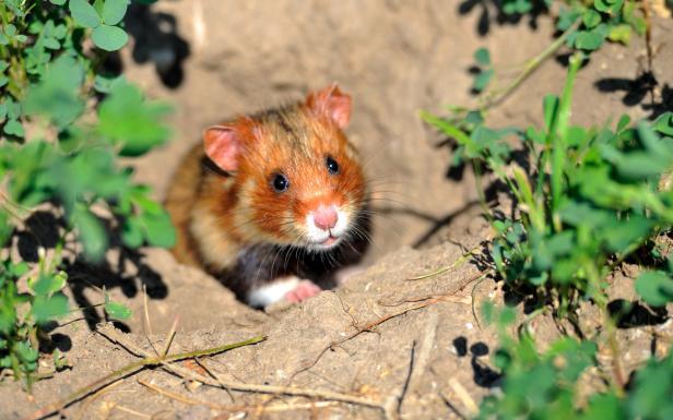 Aus die Maus: Wo kleine Tiere große Bagger stoppen