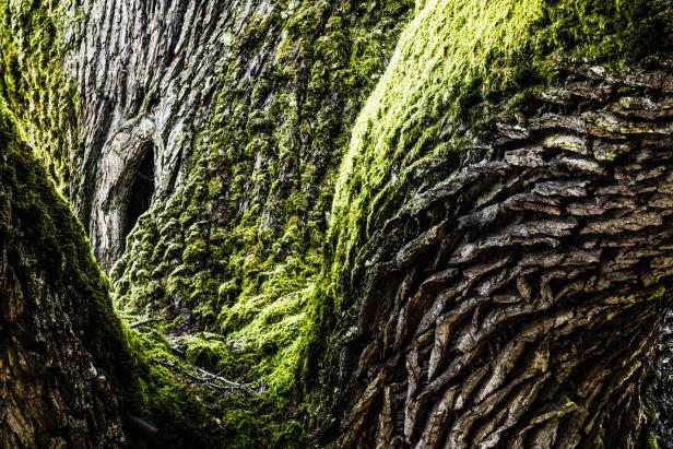 Österreichs ältester Baum: Besuch bei der "Dicken Oachen"
