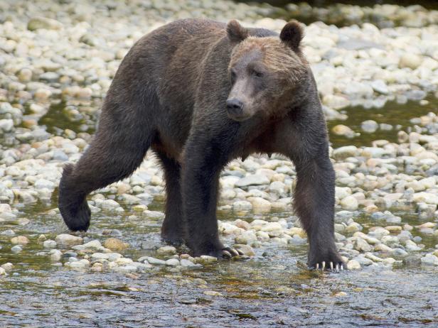 Tierisch gute Reisen