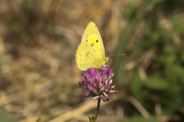 Colias palaeno with red clover