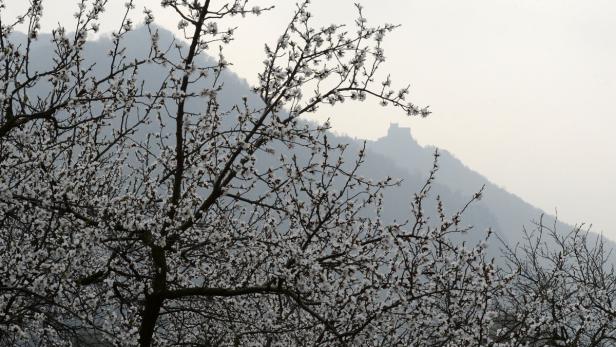 Ein blühender Baum vor einer Bergkulisse mit einer Burgruine im Hintergrund.