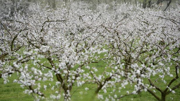 Eine Obstbaumplantage steht in voller Blüte.