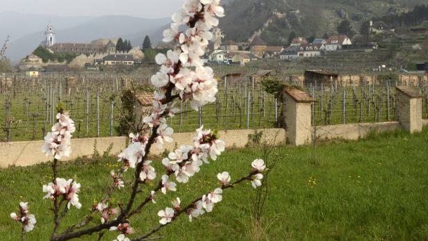 Blühende Obstbäume vor einem Weinberg und einer Ortschaft.