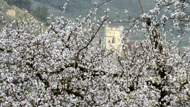 Ein Kirschbaum blüht vor einem alten Turm.