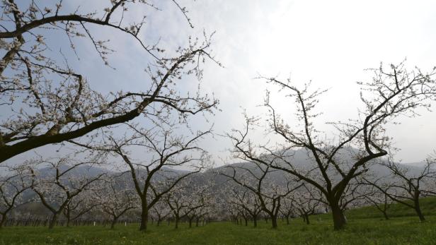 Eine Obstbaumplantage mit blühenden Bäumen im Frühling.
