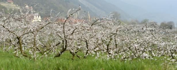 Eine Obstbaumplantage mit blühenden Bäumen im Frühling.