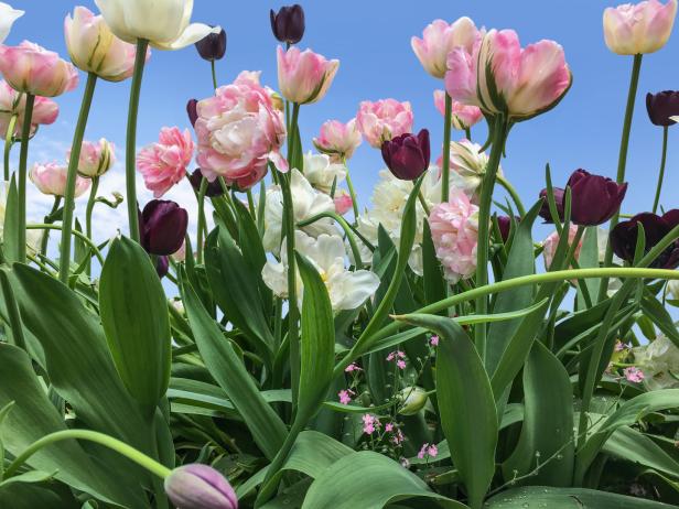 Ein kostbarer Kelch aus Wien: Die Geschichte der Tulpe