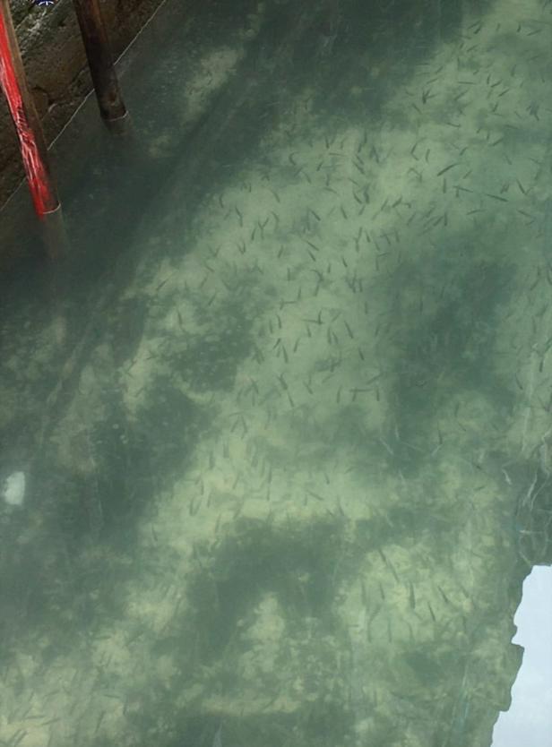 Crystal clear canal water, showing fish, is pictured amid the spread of the coronavirus disease (COVID-19), in Venice