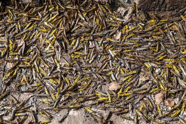 Wie Forscher gegen die Heuschreckenplage in Afrika kämpfen