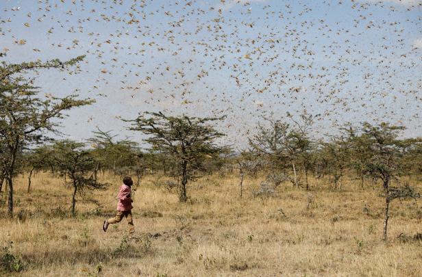 Wie Forscher gegen die Heuschreckenplage in Afrika kämpfen