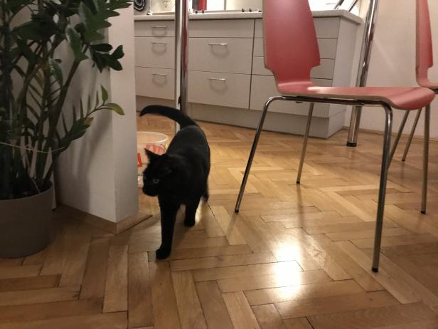 Und dann kam Lea: Eine schwarze Katze von links