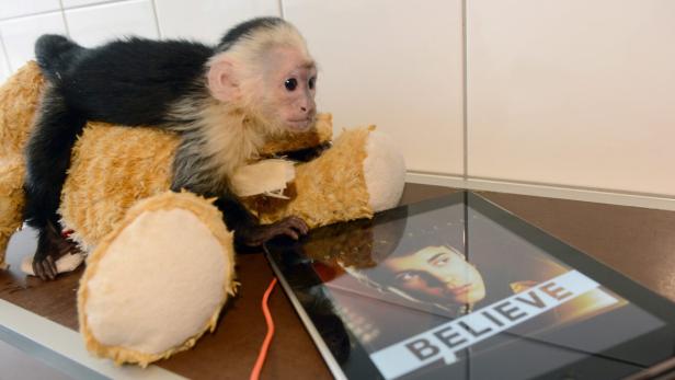 Ein Äffchen liegt auf einem Teddybär neben einem Tablet, auf dem Justin Biebers Album „Believe“ zu sehen ist.
