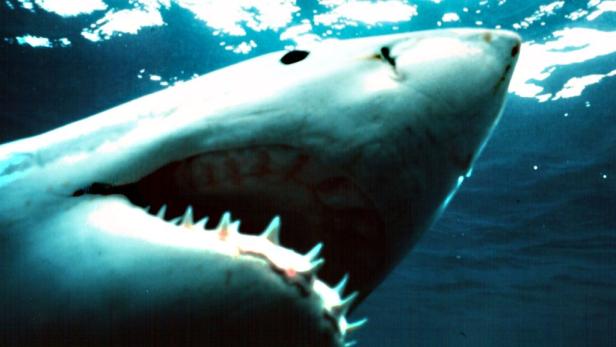 Der Hai: Profil eines Jägers