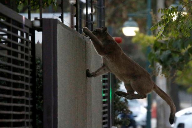 "Landflucht": Wilde Tiere erobern die Städte