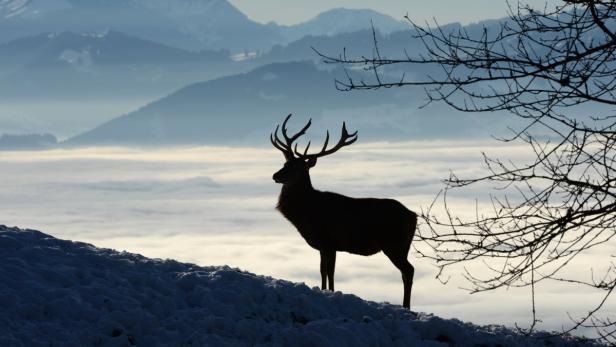 Was Sie noch nicht über die Berge wussten