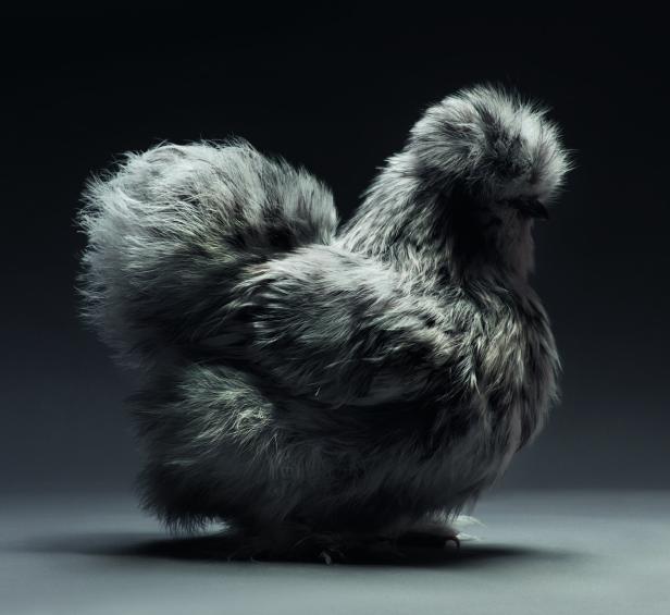 Models im Federkleid: So fotogen sind Hühner
