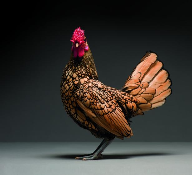 Models im Federkleid: So fotogen sind Hühner
