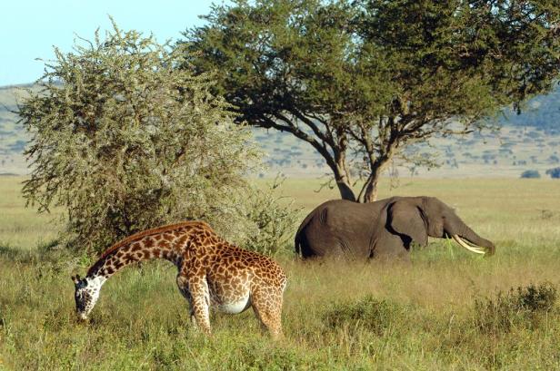 andbeyond_wildlife_south_africa_giraffe_elephant_feeding.jpg
