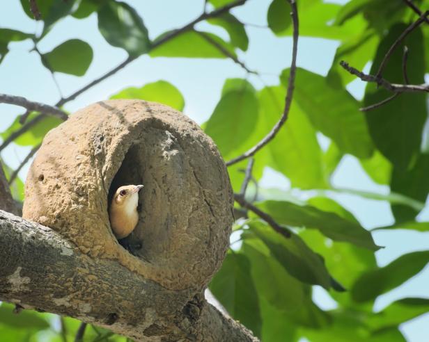 Ins gemachte Nest gelegt: Wie Wildvögel ihre Brutstätten bauen
