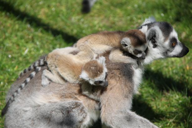 Der Frühling ist da: Babyboom im Linzer Zoo