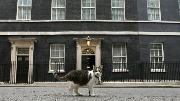 Kater Larry: Chief Mouser to the Cabinet Office