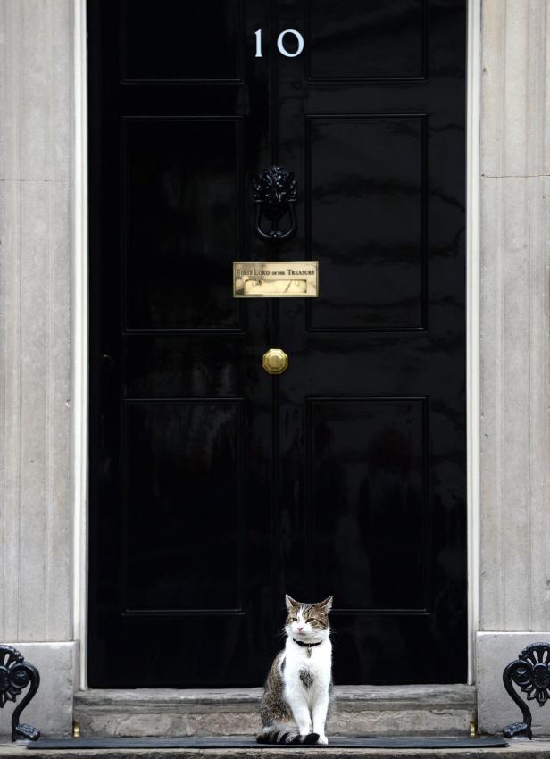 Kater Larry: Chief Mouser to the Cabinet Office