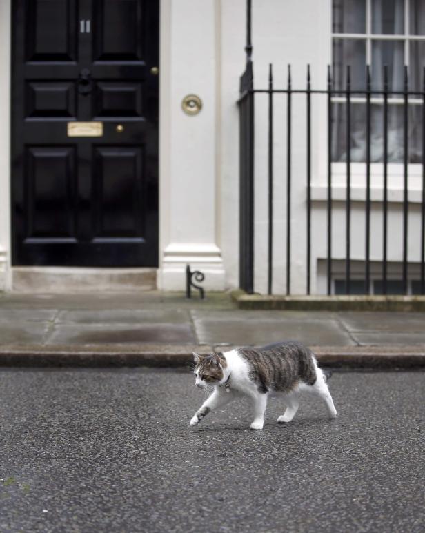 Kater Larry: Chief Mouser to the Cabinet Office