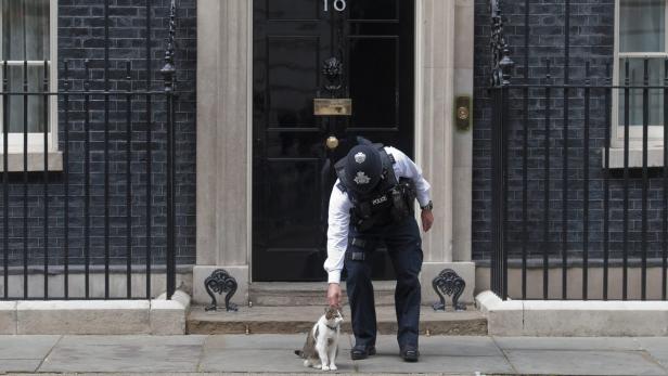 Kater Larry: Chief Mouser to the Cabinet Office