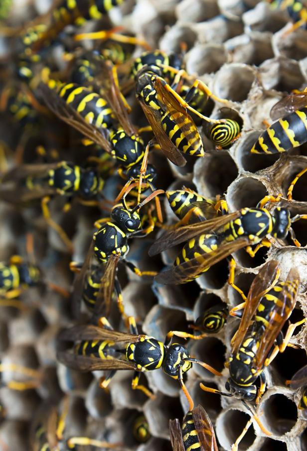 Schutz vor Insekten