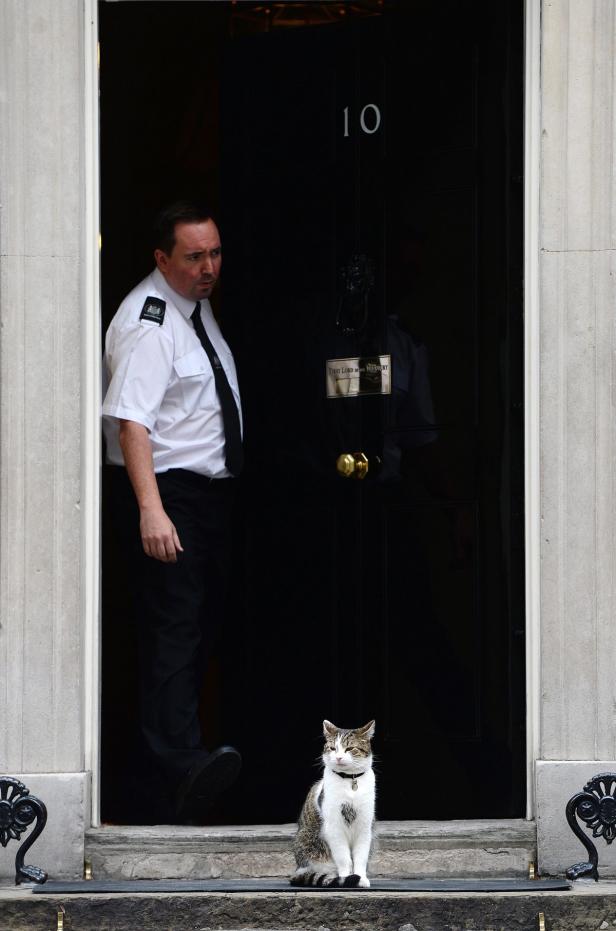 Kater Larry: Chief Mouser to the Cabinet Office