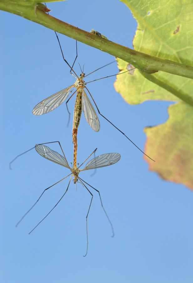 Schutz vor Insekten