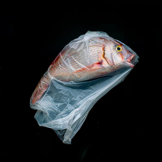 Einsamer Eisberg, tote Fische: Die Sieger des World Photography Awards