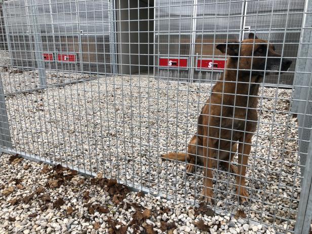 Von Militärhund getötet: Kritik am Zustand des Zwingers