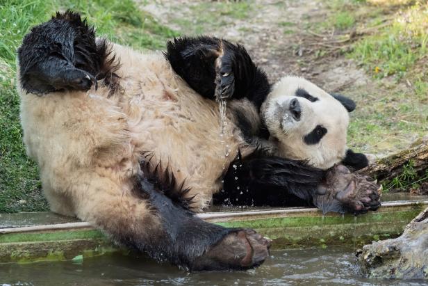 Erste Annäherung bei den Pandas in Schönbrunn