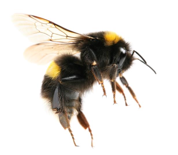 Glatt oder struppig? Wie sich Honig- und Wildbienen unterscheiden