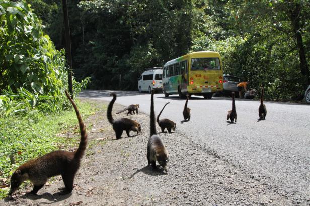 Costa Rica: "Die gesperrten Strände treffen die Menschen am meisten"