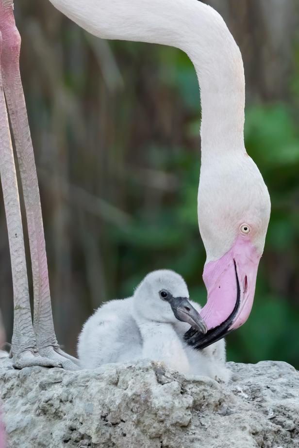 Nachwuchs in Schönbrunn: Flamingo-Küken erkunden die Anlage